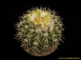 Notocactus (MC) erinaceus f. macracanthus DV29a-f3 1173